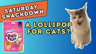 Do Cats Like Lollipops Testing - Bonkers Purr Pops