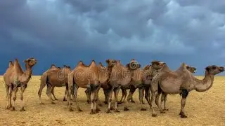 Story of 100 Camels | Problems in life | Motivational story