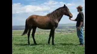 Fair Guinevere-Andalusian/Lusitano Filly