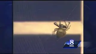 Are colorful spiders dangerous?