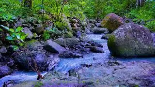 Mountain River Flowing Water Ambience for Study, Work, and Calm Focus