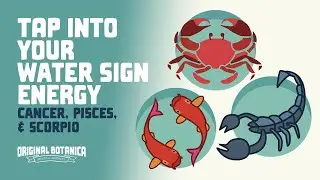 Tap Into Your Water Sign Energy - Cancer, Scorpio, Pisces