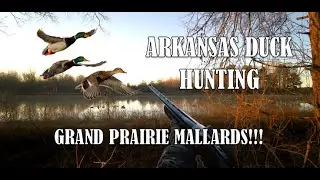 ARKANSAS Duck Hunting: Grand Prairie Mallards!!!
