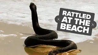 Video of snake on popular east coast beach slithering through sand goes viral