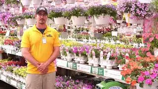ENGLISH GARDENS | How far apart should I plant my annuals?
