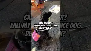 Can I trick the gluten detection dog with a some gluten?