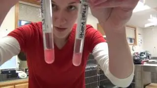 K9 Blood Agglutination Crossmatching
