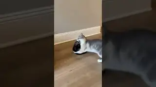 Mama Cat vs Weasel at the Cat House