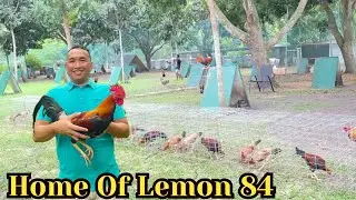 Ray Boy Guinit Farm Philippines - Home Lemon 84