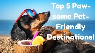 Top 5 Paw some Pet Friendly Destinations! #pets #petlovers #dog