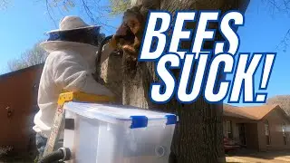 Saving BEES from a Doomed Tree | DIY Bee Vacuum