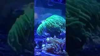 Melanurus wrasse