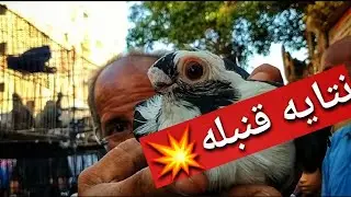 عرض لفتره محدوده💥💰أسعار الحمام عند عم هانى بيتحدى بيها التجار بسوق السيده عائشه 🕊️01001044693⚠️🚫🎯💯