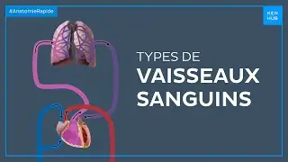Types de vaisseaux sanguins - Anatomie Rapide | Kenhub