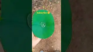 #hyper  hydrophobic effect of lotus leaf with water☺️#lotus effect#youtube shorts#subscribe#
