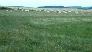 sheep on Garvock hill