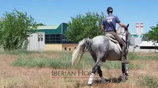 High School PRE-Lusitano Working free - 6 yo