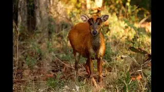 Barking Deer Alarm Call