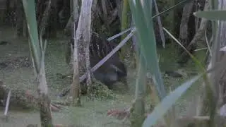 POLLUELA SORA (Porzana carolina) - R&iacute;a de Sol&iacute;a, CANTABRIA