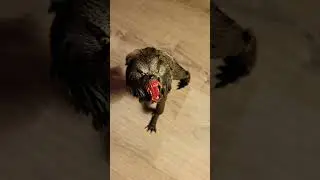 Neca 