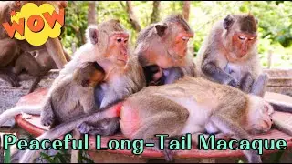 (🔴Live Now) Cool Long-Tail Monkey Family | New Moms, Growing Babies & Life Near the Stronger Troop