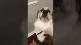 Chompies & foamies & chatters, oh my! #ASMR #fyp #compilation #dog  #animals