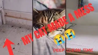 MY CAT MADE A HUGE MESS😭😭..DEEP CLEANING MY ENTIRE ROOM