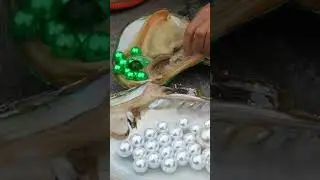 Beauty at the bottom of the river obtains mutated clam oysters # jewelry # pearls