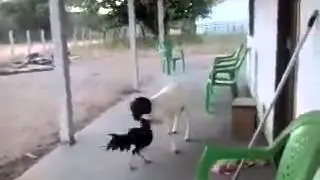 Chicken fights a goat funny Video!