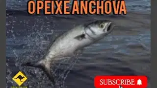 A anchova,  &eacute; um peixe conhecido pelo sabor forte e peculiar. Conhe&ccedil;a tudo sobre esse peixe. 🐟🐟🐟