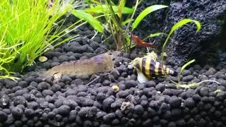 Fluval Spec 5 | Guppies, Shrimp, and Assassin Snail
