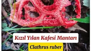 BU D&Uuml;NYADAN DEĞİL GİBİ: Yılan Kafesi Mantarı | Clathrus ruber