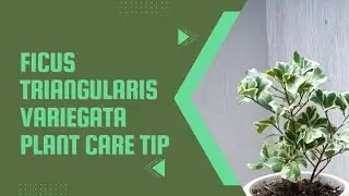 Ficus Triangularis Variegata leaf drop solution