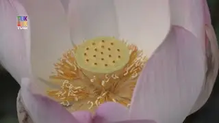 Lotus Farm by Samatoa / Lotus Farm de Samatoa