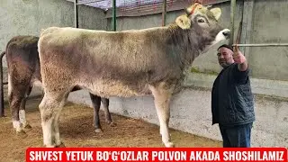 SHVEST BAZIM😊 SHVEST BO‘G‘OZLAR  POLVON AKADA ZO‘RLARI KELDI SHOSHILAMIZ🔥