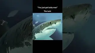 Success is struggling&hellip; #shark #ocean #successquotes #mindset #business #ambition #moneytips #focused