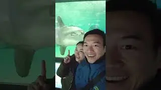 Kamogawa Sea World #orca #molala #wallus#kamogawa
