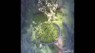 Azolla Harvesting for chicks (அசோலா அறுவடை)