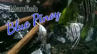 Manfish Blue Pinoy