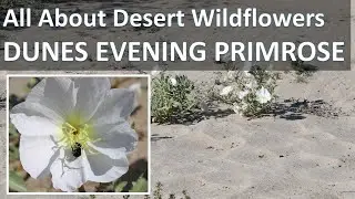 Superbloom DUNES EVENING PRIMROSE Anza-Borrego California Desert Super Bloom - Oenothera deltoides