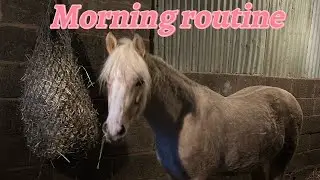 School morning routine with a pony