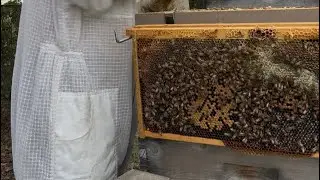 Brood, honey and polllen 10/5/25