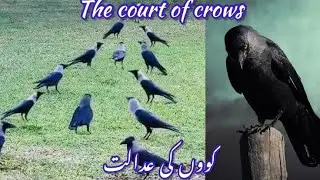 *کوَوں کی عدالت*The Court of Crows    @gulshan Nagree Poonch tv