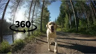 Dog Adventures in 360&deg; | Relaxing Nature, Hiking & Pure Golden Joy!