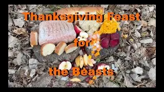 Thanksgiving Feast in the Woods - Trail Camera