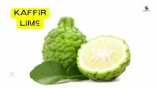 Learn 16 Types Citrus Fruits Name With Pictures | Citrus Fruits Name In English | Fruits Vocabulary