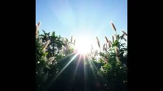 Bright Sunshine
