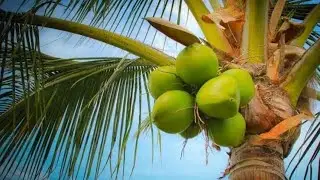 नारियल की खेती: कम लागत, ज़्यादा मुनाफ़ा | Coconut Farming: Low Cost, High Profit 🥥💰