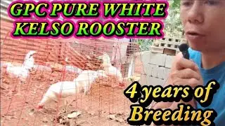 Pure White Kelso GPC Roosters (4 Heads) | Backyard Breeding for Strong & Healthy Roosters 🐓🐓🐓