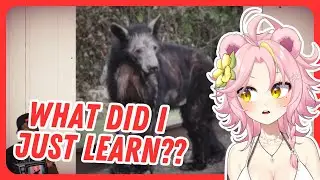 The Most HORRIFYING Animal Diseases - Reacting to Casual Geographic | Maddiekuma Reacts